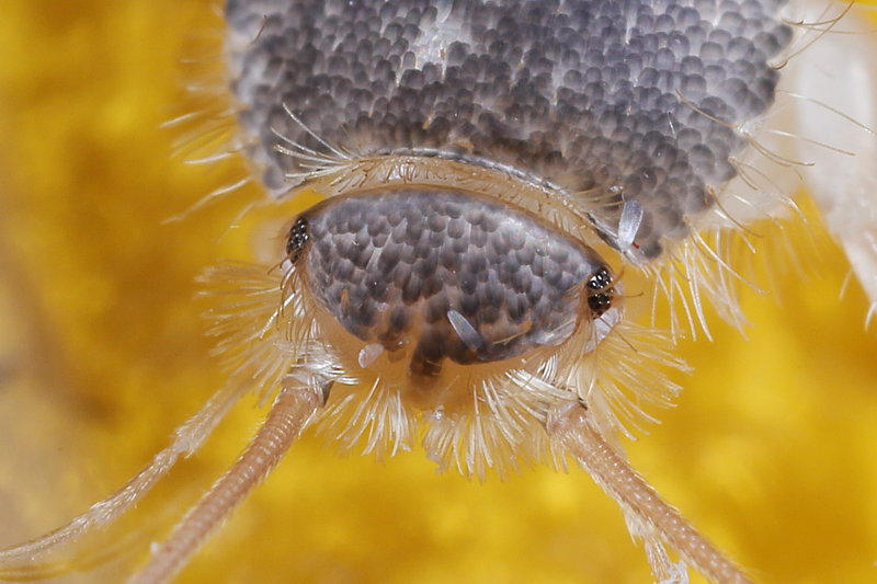 Ctenolepisma longicaudatum, papiervisje
