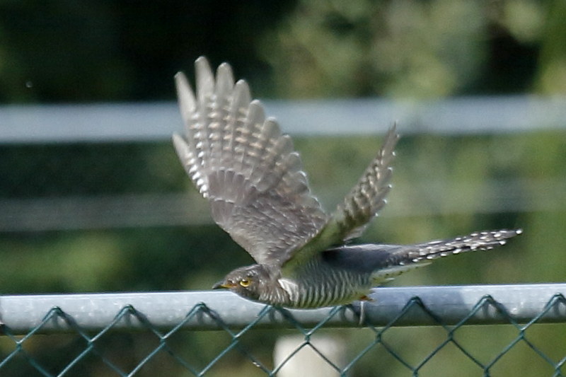 koekoek, Cuculus canorus