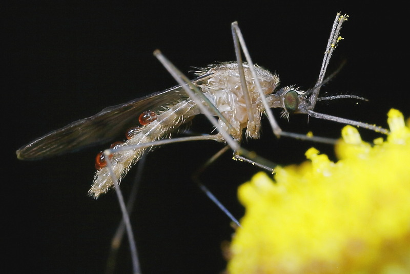 Steekmug met parasieten, nectar zuigend