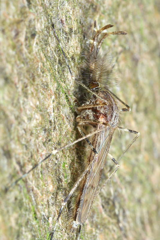 SGrote steekmug, Culiseta annulata