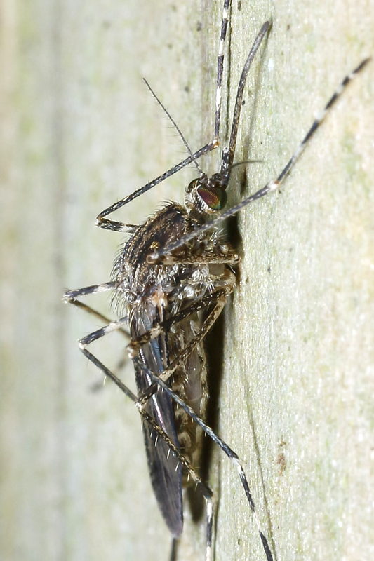 SGrote steekmug, Culiseta annulata