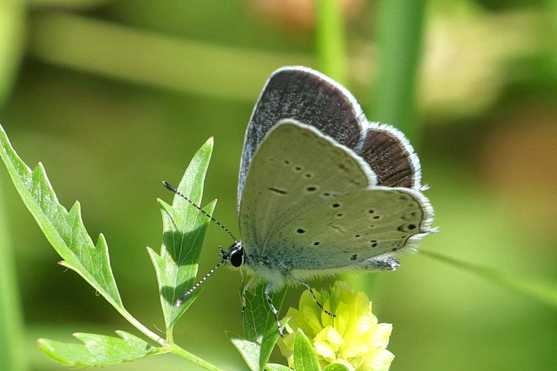 Zuidelijk staartblauwtje , Cupido alcetas (BG)