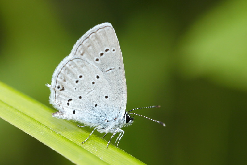 Oostelijk staartblauwtje, Cupido decoloratus (SK)