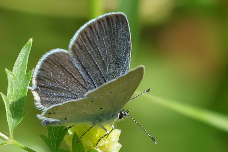 Oostelijk staartblauwtje, Cupido decoloratus) ♀ (BG)