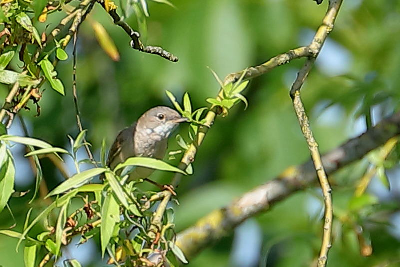 Grasmus, Curruca communis