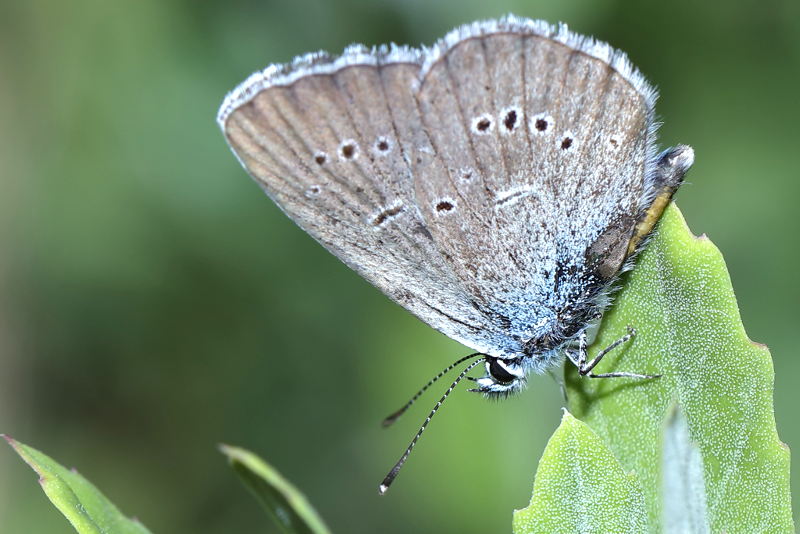 Klaverblauwtje, Cyaniris semiargus (BG)