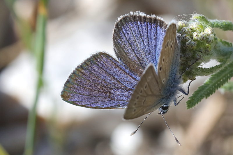 Klaverblauwtje, Cyaniris semiargus ♂ (BG)