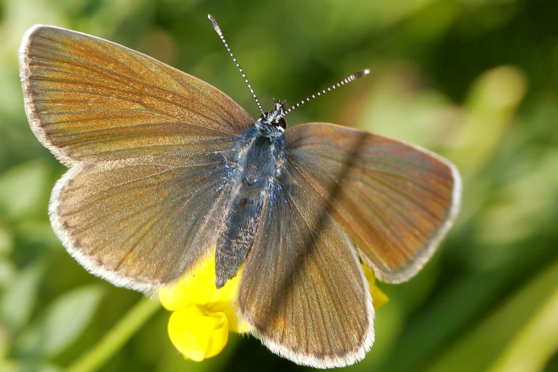 Klaverblauwtje, Cyaniris semiargus ♀ (BG)