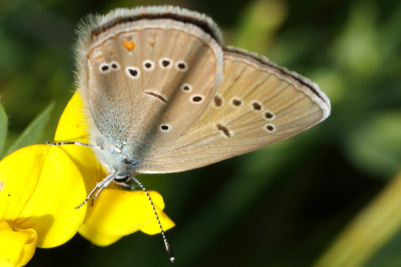 Klaverblauwtje, Cyaniris semiargus ♀ (BG)