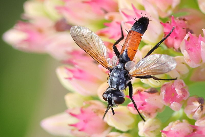 Cylindromyia brassicaria