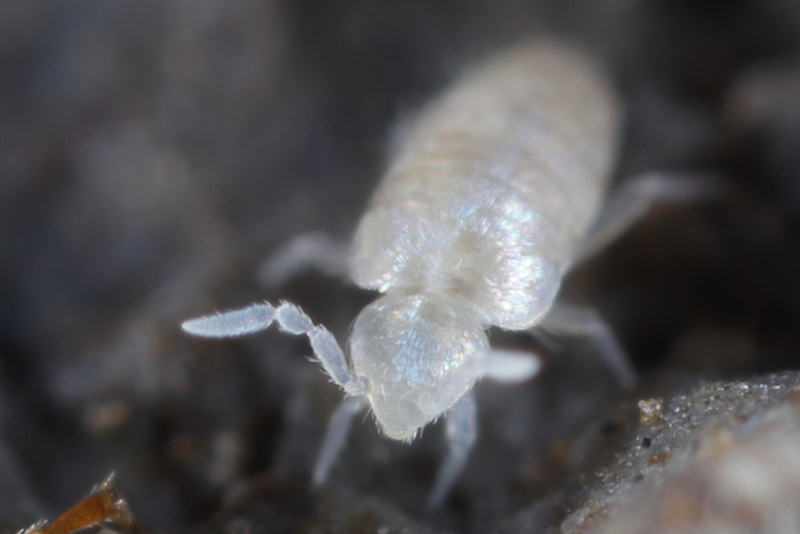 Mierenspringstaart, Cyphoderus albinus