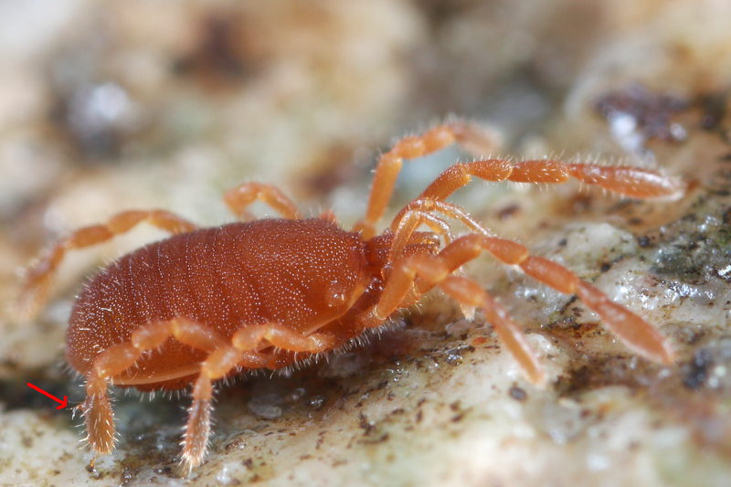 Cyphophthalmus spec ♂ Arrow shows the adenostyle
