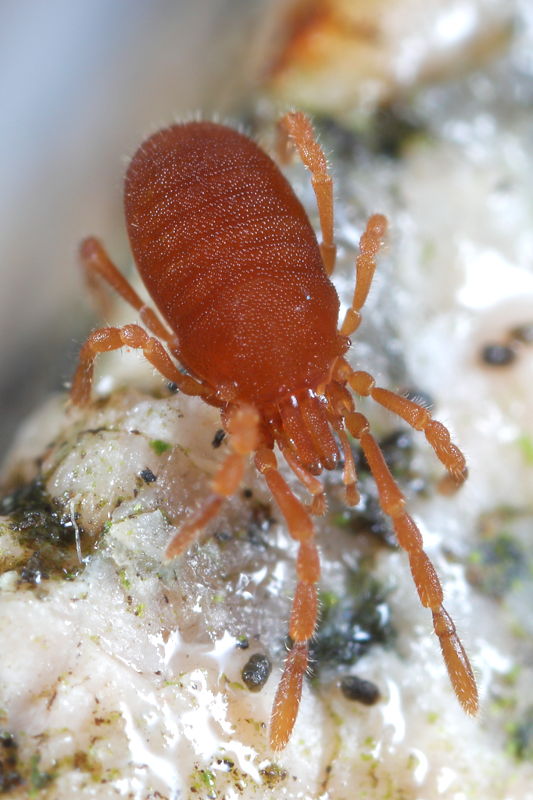 Cyphophthalmus spec ♂