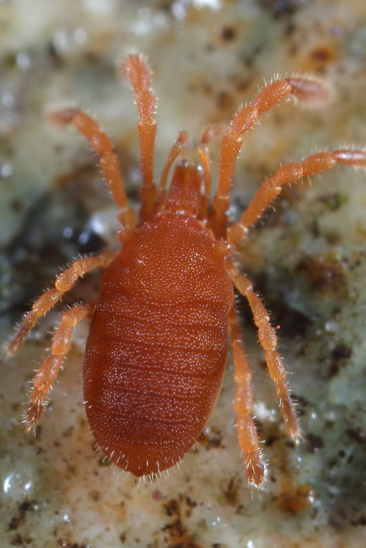 Cyphophthalmus spec ♂
