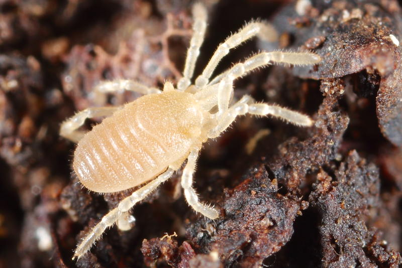 Cyphophthalmus spec ♀