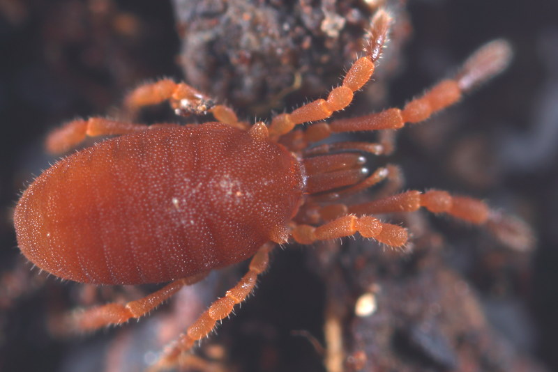 Cyphophthalmus spec ♀