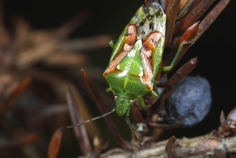 Cyphostethus tristriatus, Jeneverbeskielwants
