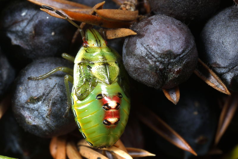 Cyphostethus tristriatus, Jeneverbeskielwants, juveniel