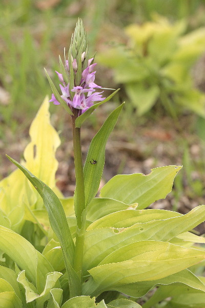 gewone rietorchis, Dactylorhiza praetermissa