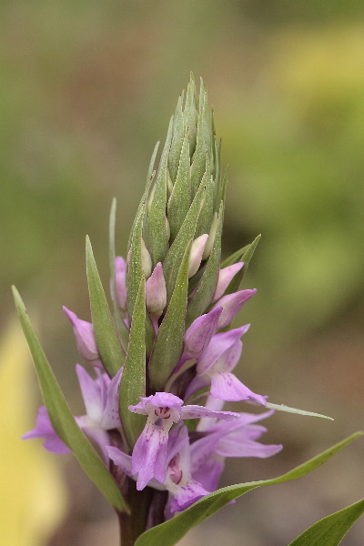 gewone rietorchis, Dactylorhiza praetermissa