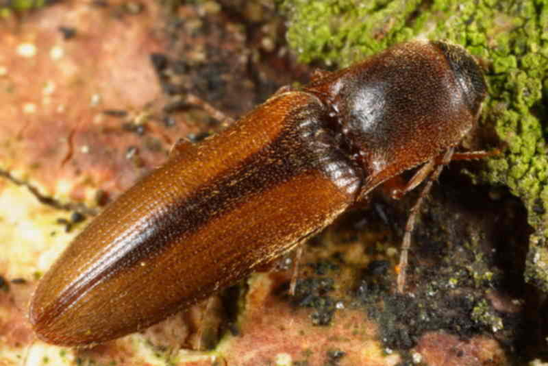Gerande kniptor, Dalopius marginatus