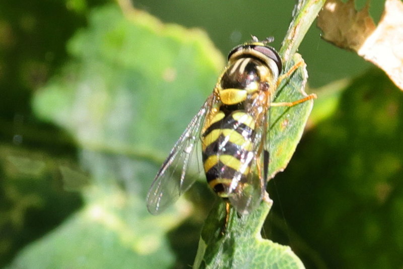 Dasysyrphus albostriatus, Bretelwimperzweefvlieg ♀