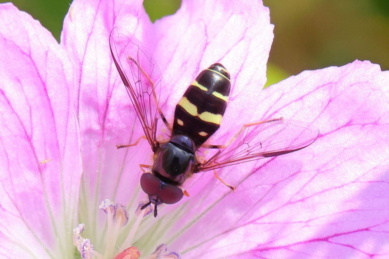 Dasysyrphus tricinctus, Geelbandwimperzweefvlieg ♂