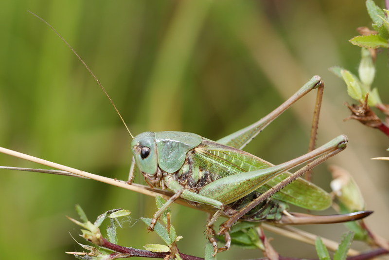 Wrattenbijter, Decticus verrucivorus ♀