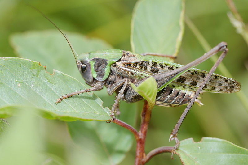 Wrattenbijter, Decticus verrucivorus ♂