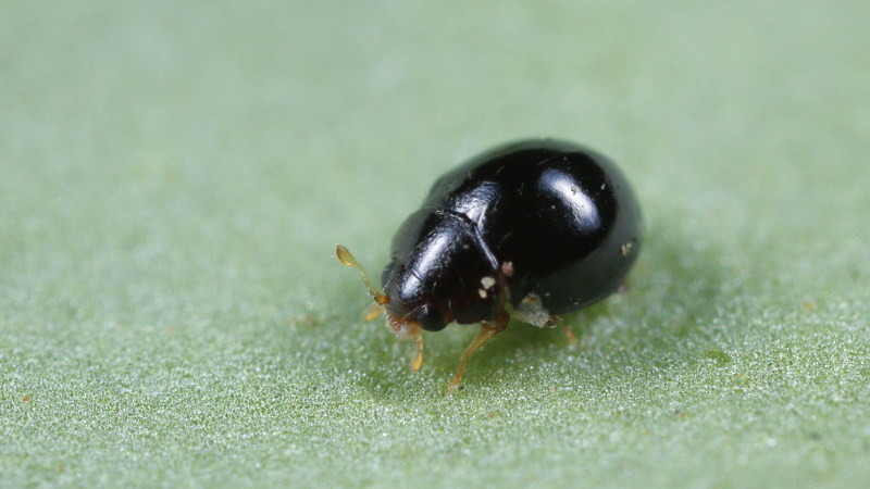Delphastus catalinae