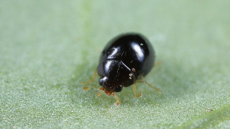 Delphastus catalinae