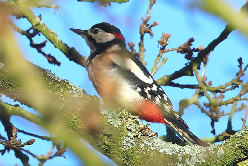 Grote bonte specht, Dendrocopos major