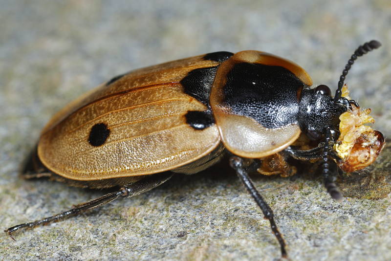 Rupsenaaskever, Dendroxena quadrimaculata