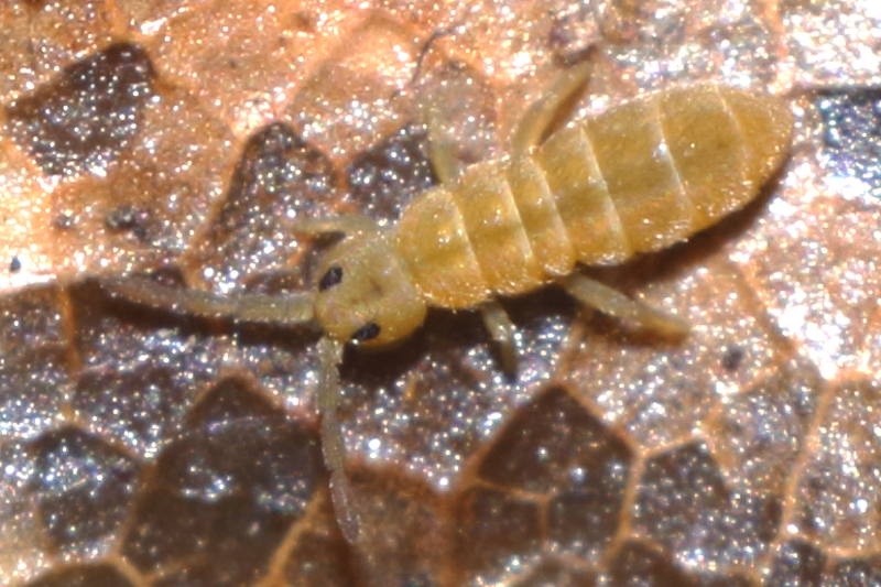 Desoria olivacea