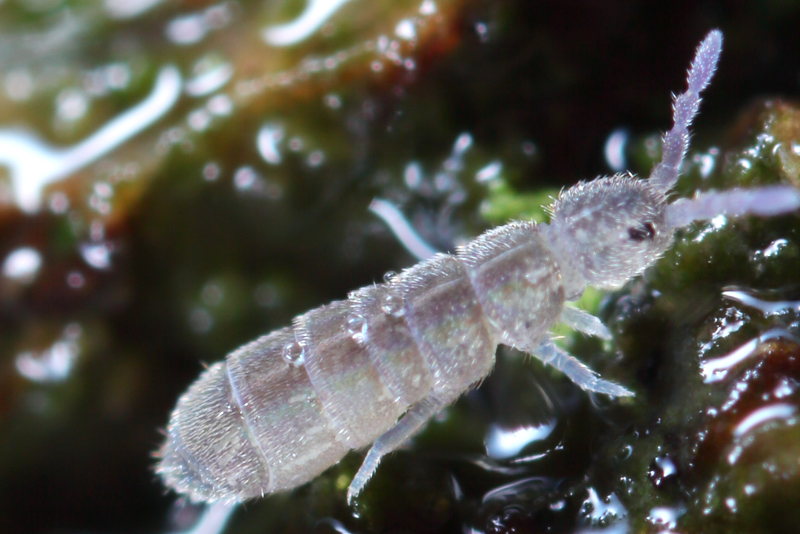 Desoria tigrina