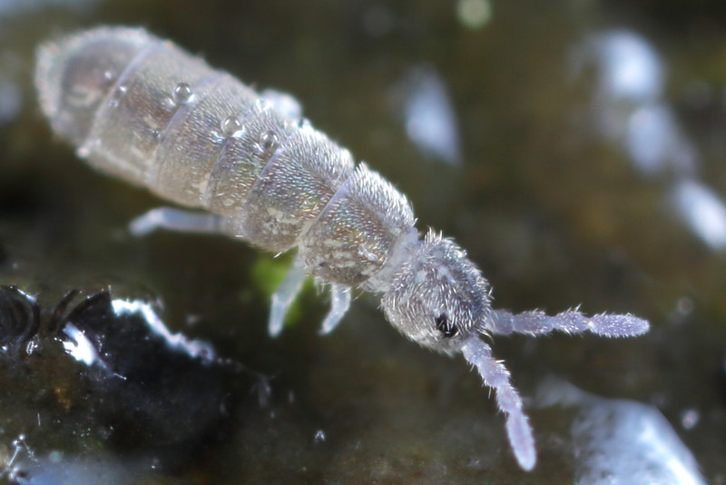 Desoria tigrina