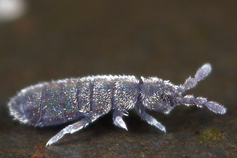 Desoria trispinata