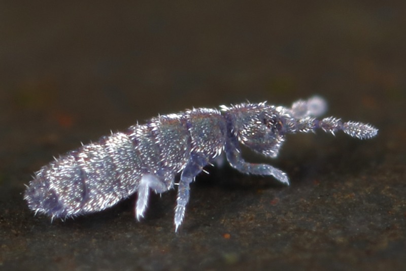 Desoria trispinata