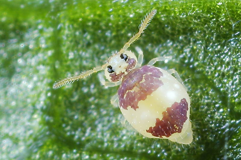 Deuterosminthurus bicinctus