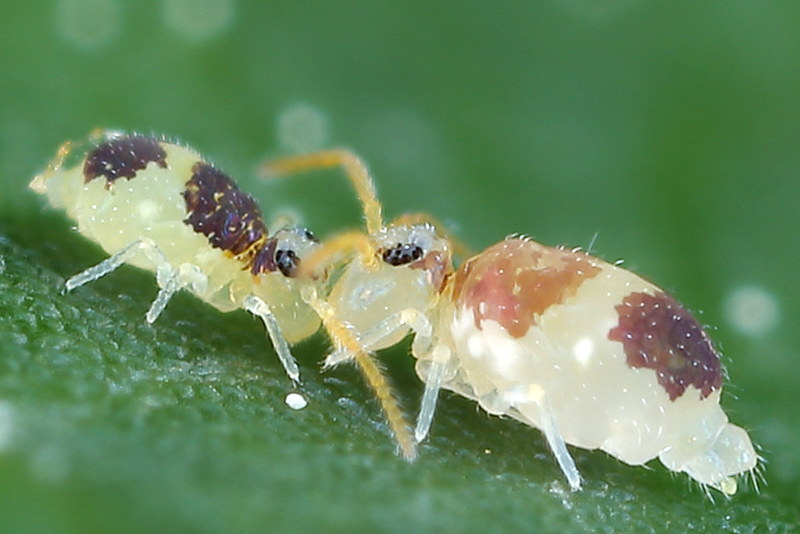 Deuterosminthurus bicinctus