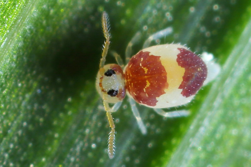 Deuterosminthurus bicinctus