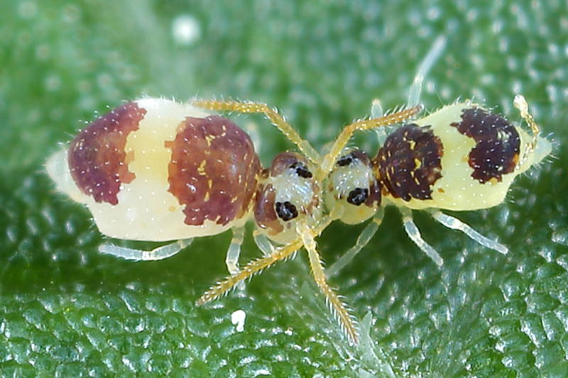 Deuterosminthurus bicinctus