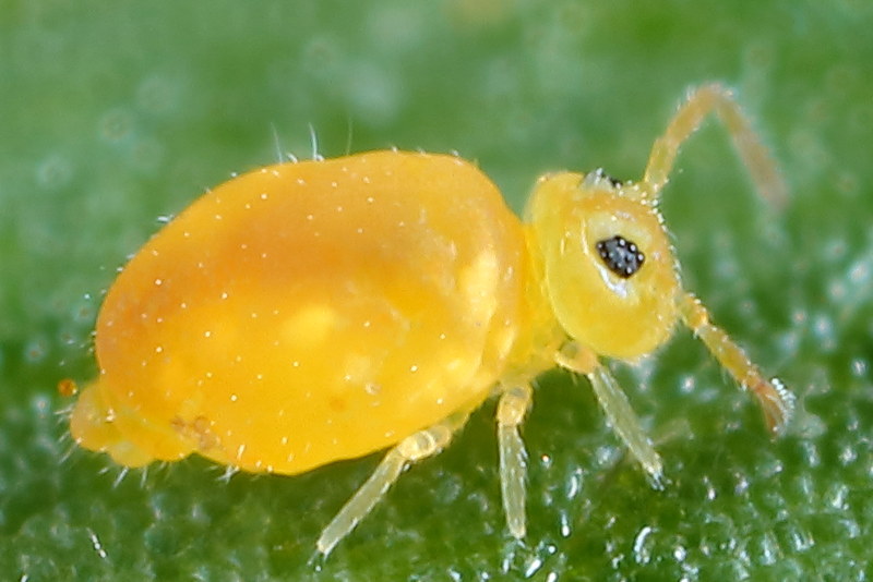 Deuterosminthurus pallipes forma repandus