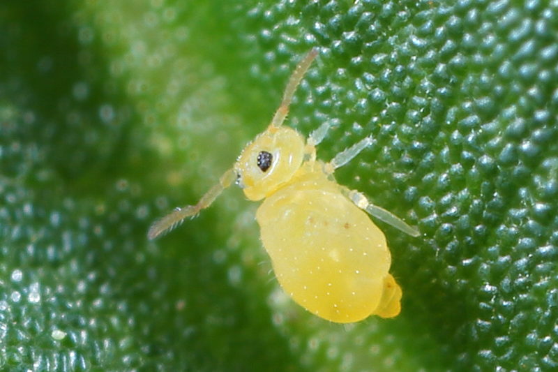 Deuterosminthurus pallipes forma repandus
