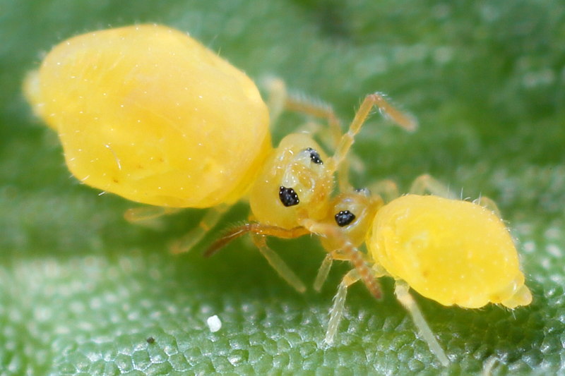 Deuterosminthurus pallipes forma repandus