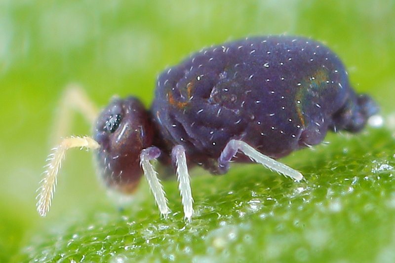 Deuterosminthurus pallipes