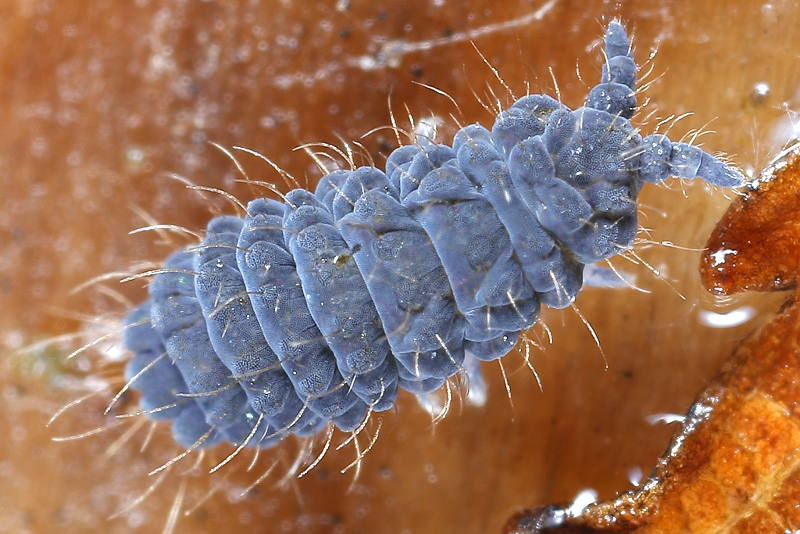 Deutonura monticola