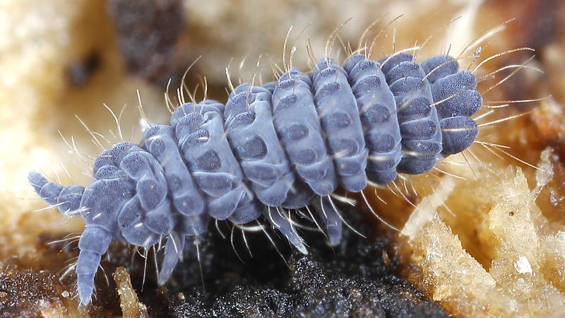 Deutonura monticola