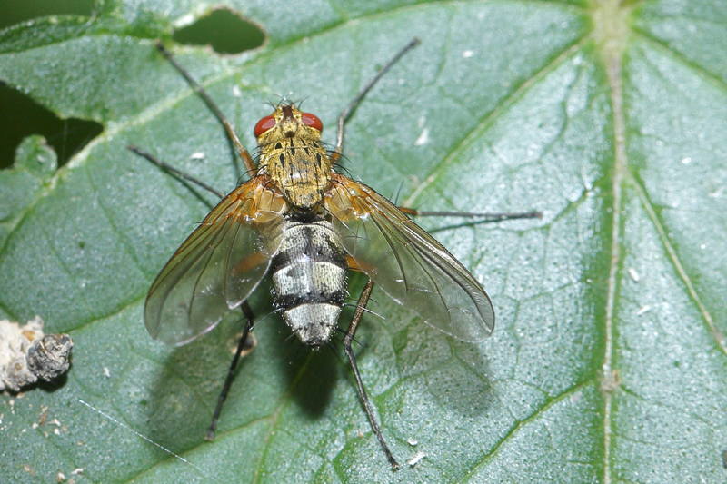 Dexiosoma caninum