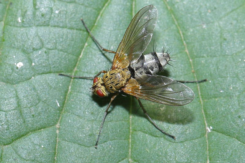 Dexiosoma caninum